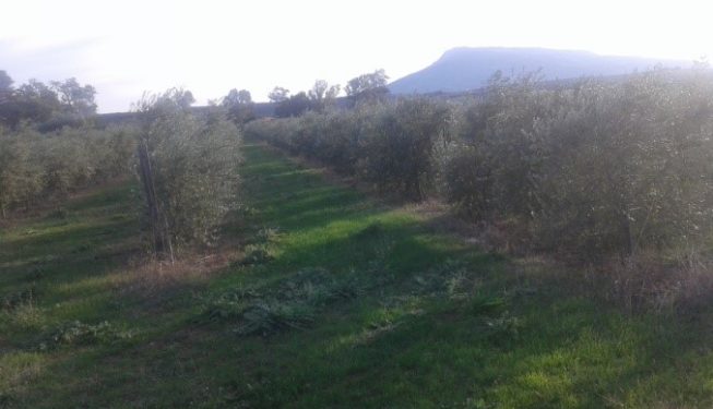 Καλλιέργεια πυκνής φύτευσης ελιάς Ίσωμα Αχαΐας