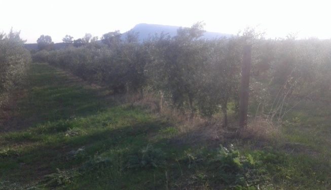 Καλλιέργεια πυκνής φύτευσης ελιάς Ίσωμα Αχαΐας