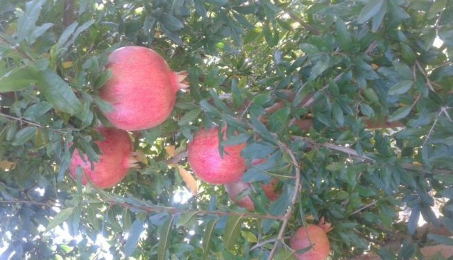 Καλλιεργεια Ροδιας στο Γαλαστρο Τριταιας