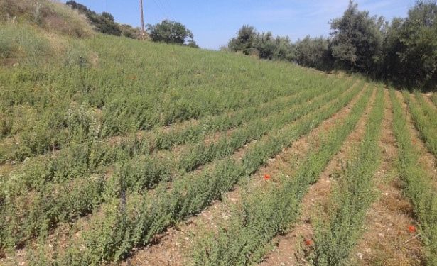 Καλλιέργεια Ρίγανης στην Κρήνη Αχαϊας
