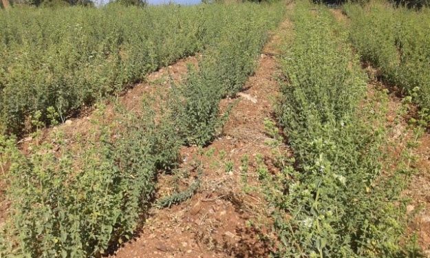 Καλλιέργεια Ρίγανης στην Κρήνη Αχαϊας