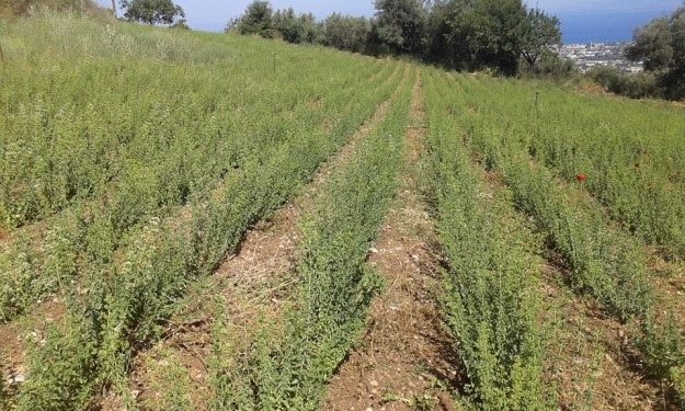 Καλλιέργεια Ρίγανης στην Κρήνη Αχαϊας